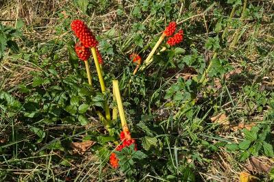 <i>Arum</i>