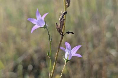 <i>Campanula rapunculus</i>