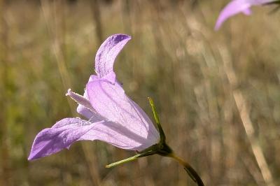 <i>Campanula rapunculus</i>