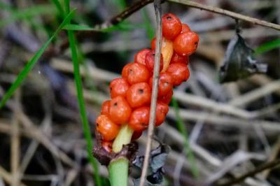 <i>Arum maculatum</i>