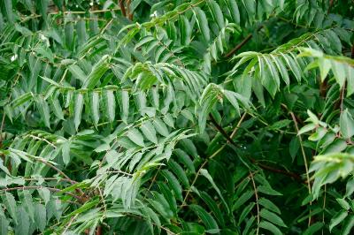 <i>Ailanthus altissima</i>