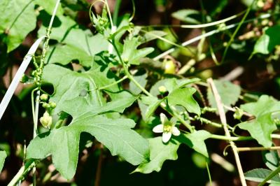 <i>Bryonia dioica</i>