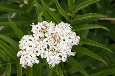 <i>Sambucus ebulus</i>