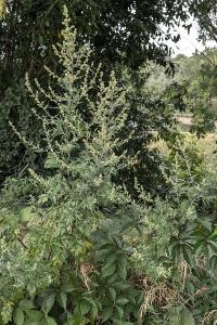 <i>Artemisia vulgaris</i>