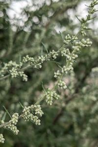 <i>Artemisia vulgaris</i>
