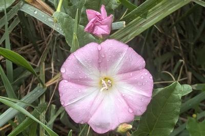 <i>Convolvulus arvensis</i>