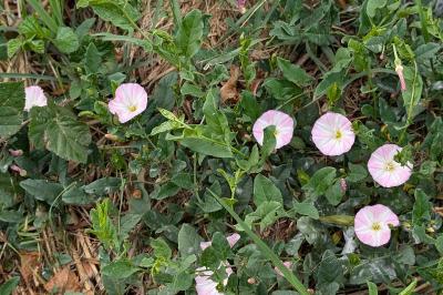 <i>Convolvulus arvensis</i>