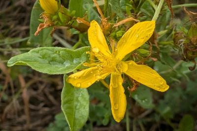 <i>Hypericum perforatum</i>