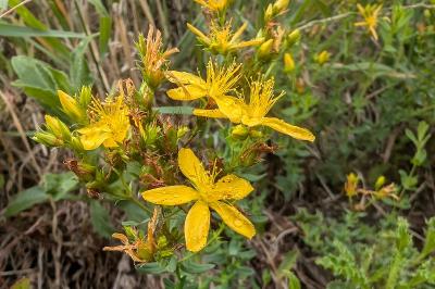 <i>Hypericum perforatum</i>