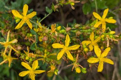<i>Hypericum perforatum</i>