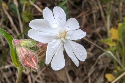 <i>Silene latifolia</i>