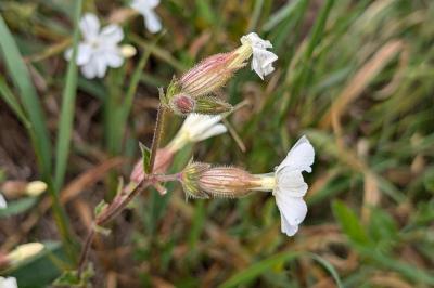 <i>Silene latifolia</i>