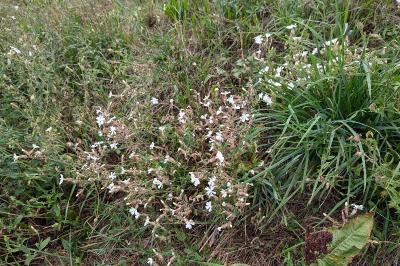 <i>Silene latifolia</i>