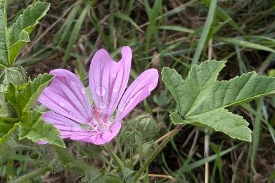 <i>Malva sylvestris</i>