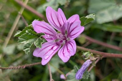 <i>Malva sylvestris</i>