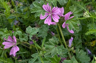 <i>Malva sylvestris</i>