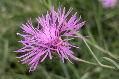 <i>Centaurea jacea</i>