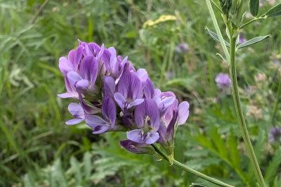 <i>Medicago sativa</i>