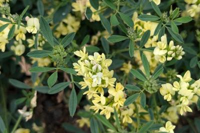 <i>Medicago sativa</i>