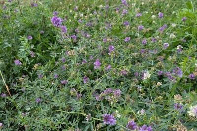 <i>Medicago sativa</i>
