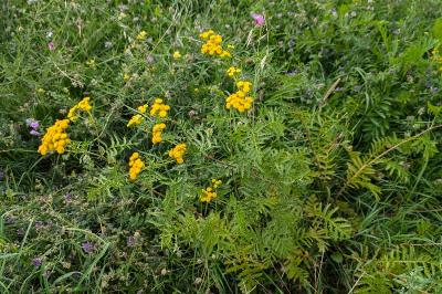 <i>Tanacetum vulgare</i>
