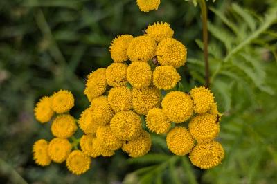 <i>Tanacetum vulgare</i>