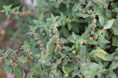 Parietaria judaica