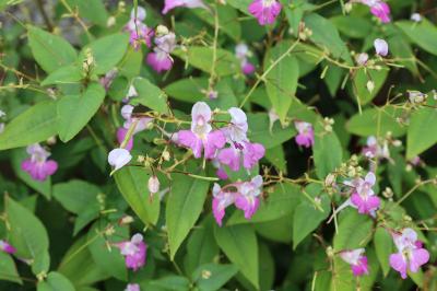 <i>Impatiens balfourii</i>