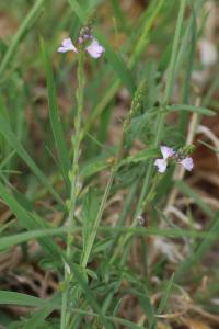 <i>Verbena officinalis</i>