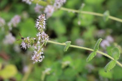 <i>Mentha suaveolens</i>