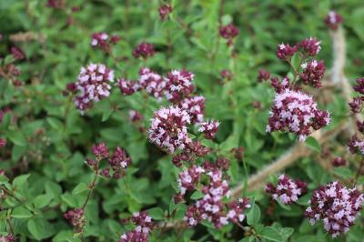 <i>Origanum vulgare</i>