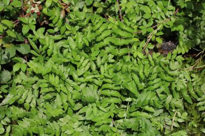 <i>Helosciadium nodiflorum</i>