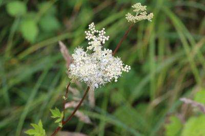 <i>Filipendula ulmaria</i>