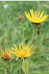 <i>Inula helenium</i>