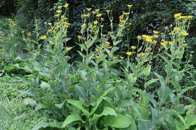 <i>Inula helenium</i>