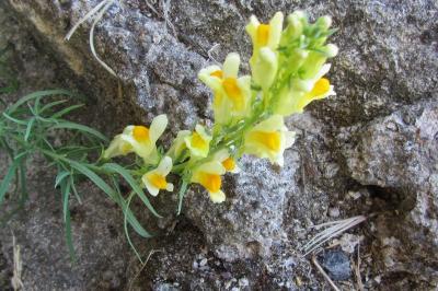 <i>Linaria vulgaris</i>