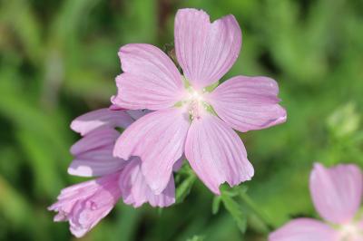 <i>Malva moschata</i>