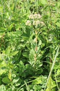 <i>Hylotelephium telephium</i>