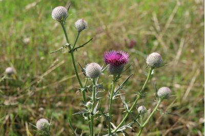 <i>Cirsium eriophorum</i>