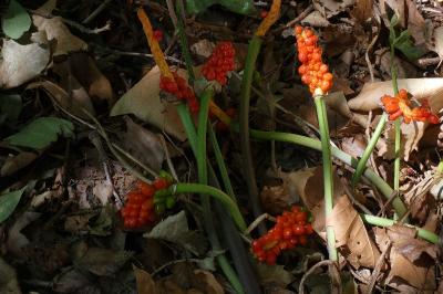 <i>Arum</i>