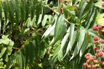 <i>Rhus typhina</i>