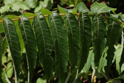 <i>Rhus typhina</i>