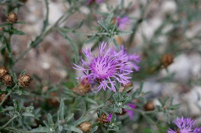 <i>Centaurea jacea</i>