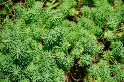 <i>Euphorbia cyparissias</i>