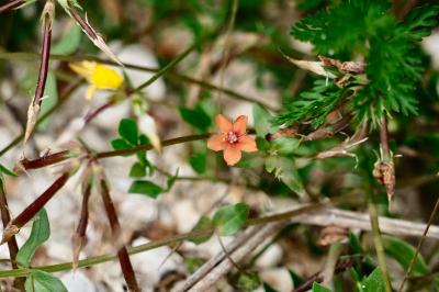 <i>Lysimachia arvensis</i>