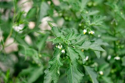 <i>Solanum nigrum</i>