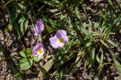<i>Baldellia repens</i>
