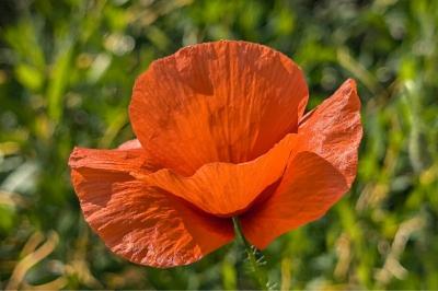 <i>Papaver rhoeas</i>