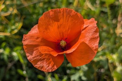 <i>Papaver rhoeas</i>