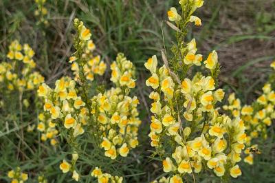 <i>Linaria vulgaris</i>